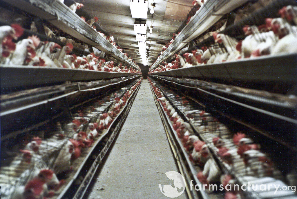 Life On Factory Farms For Egg Laying Hens Humane Decisions 
