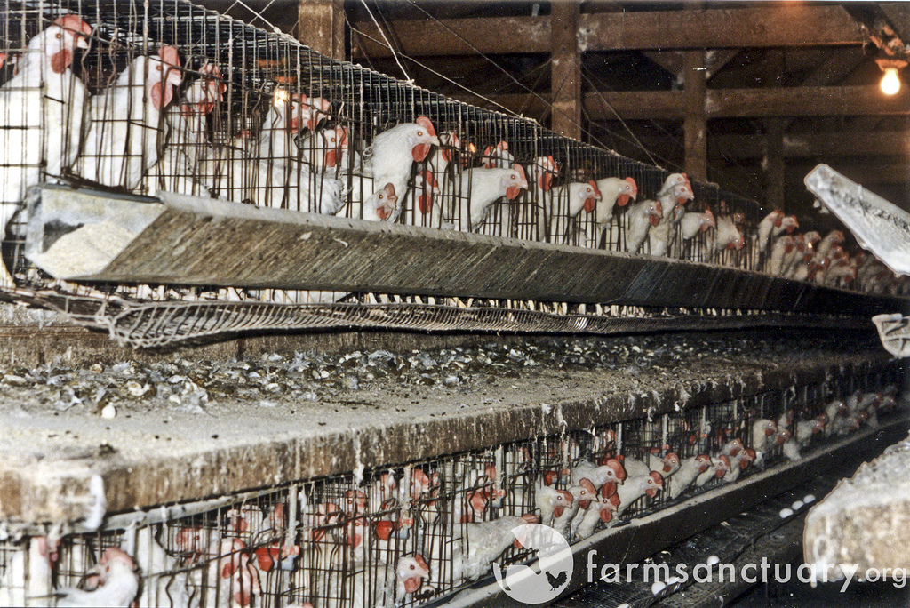 Here's What Farms Do To Hens Who Are Too Old To Lay Eggs