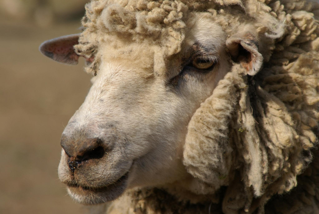 the-cruel-wool-industry-humane-decisions