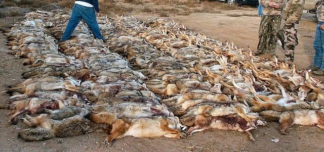 heat killed wildlife masse