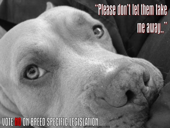 Beyond The Myth﻿: A Film About Pit Bulls and Breed Discrimination