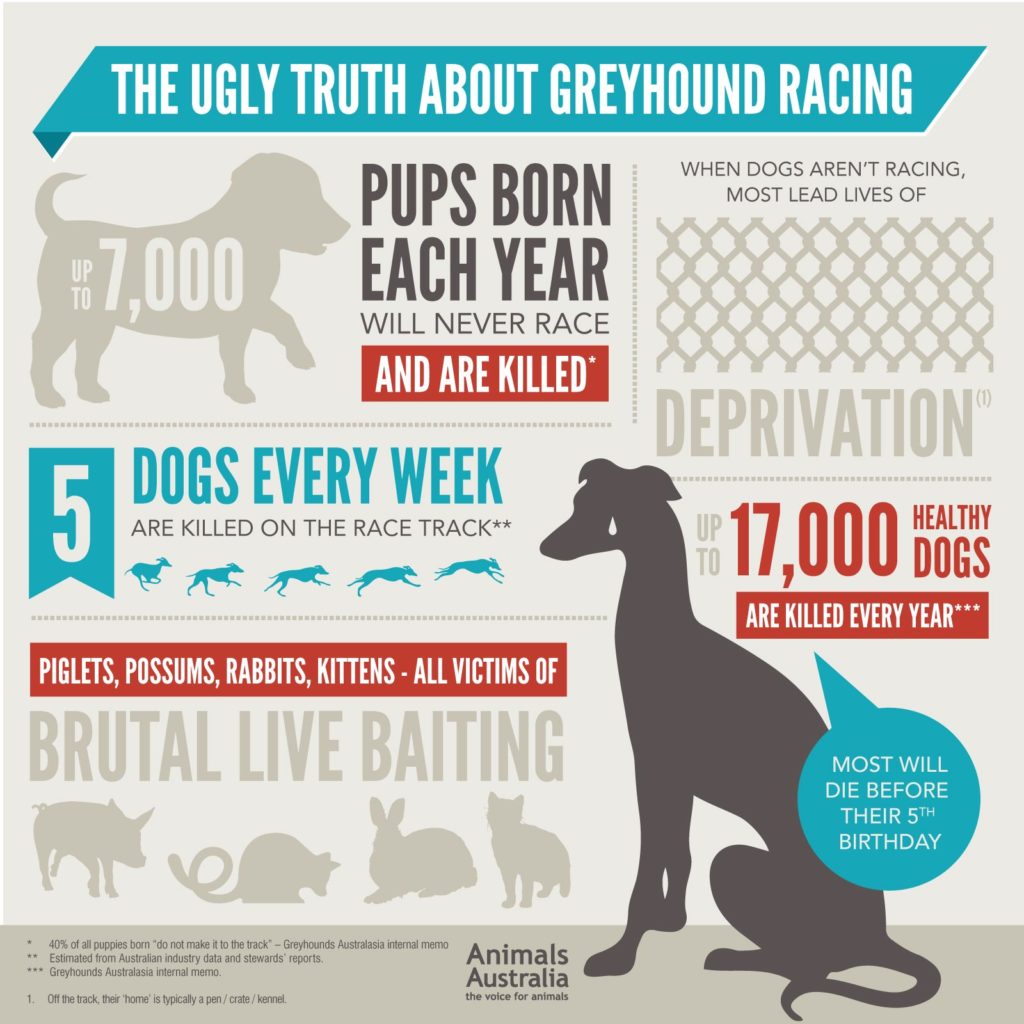 how many dogs die a year from abuse