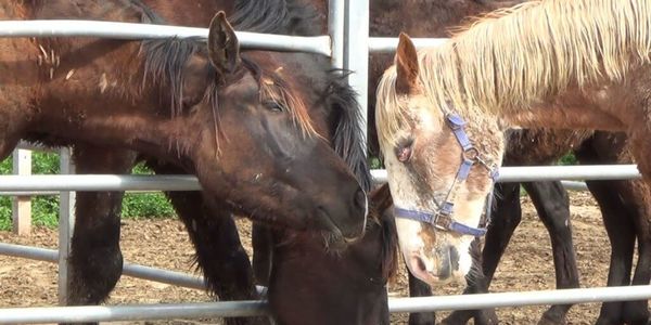 Wild Horse Roundups and the Horse Slaughter Industry