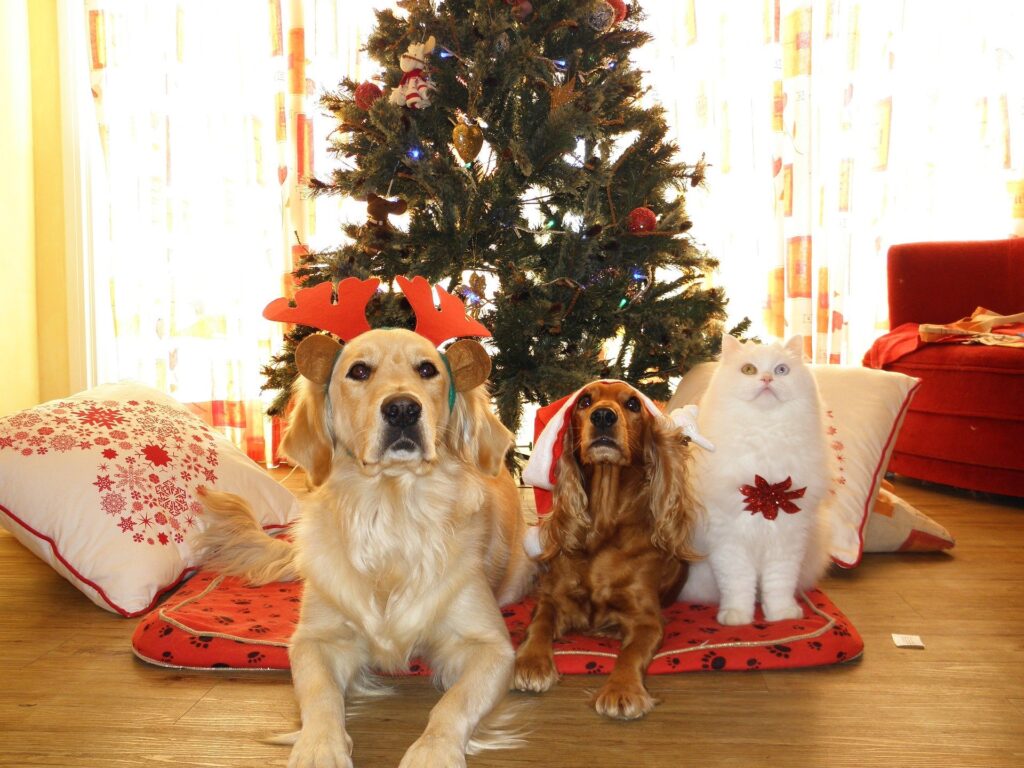 The Dos and Don'ts of Giving Pets as Christmas Gifts - Anderson Humane