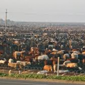 Factory farming in the U.S.