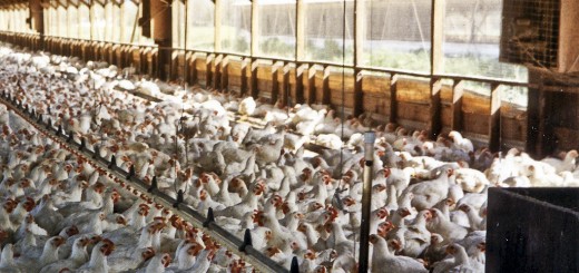 Life on factory farms for meat chickens