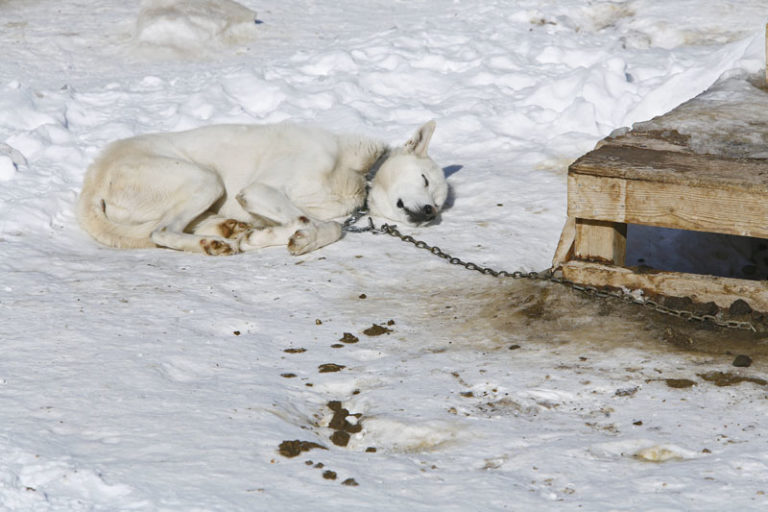 Sled Dogs, Exposing the Cruel and Inhumane Truth Behind the Sled Dog