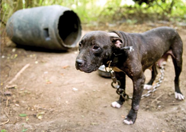 Michael Vick Calling out Alabama Cockfighting Law Is Pointless