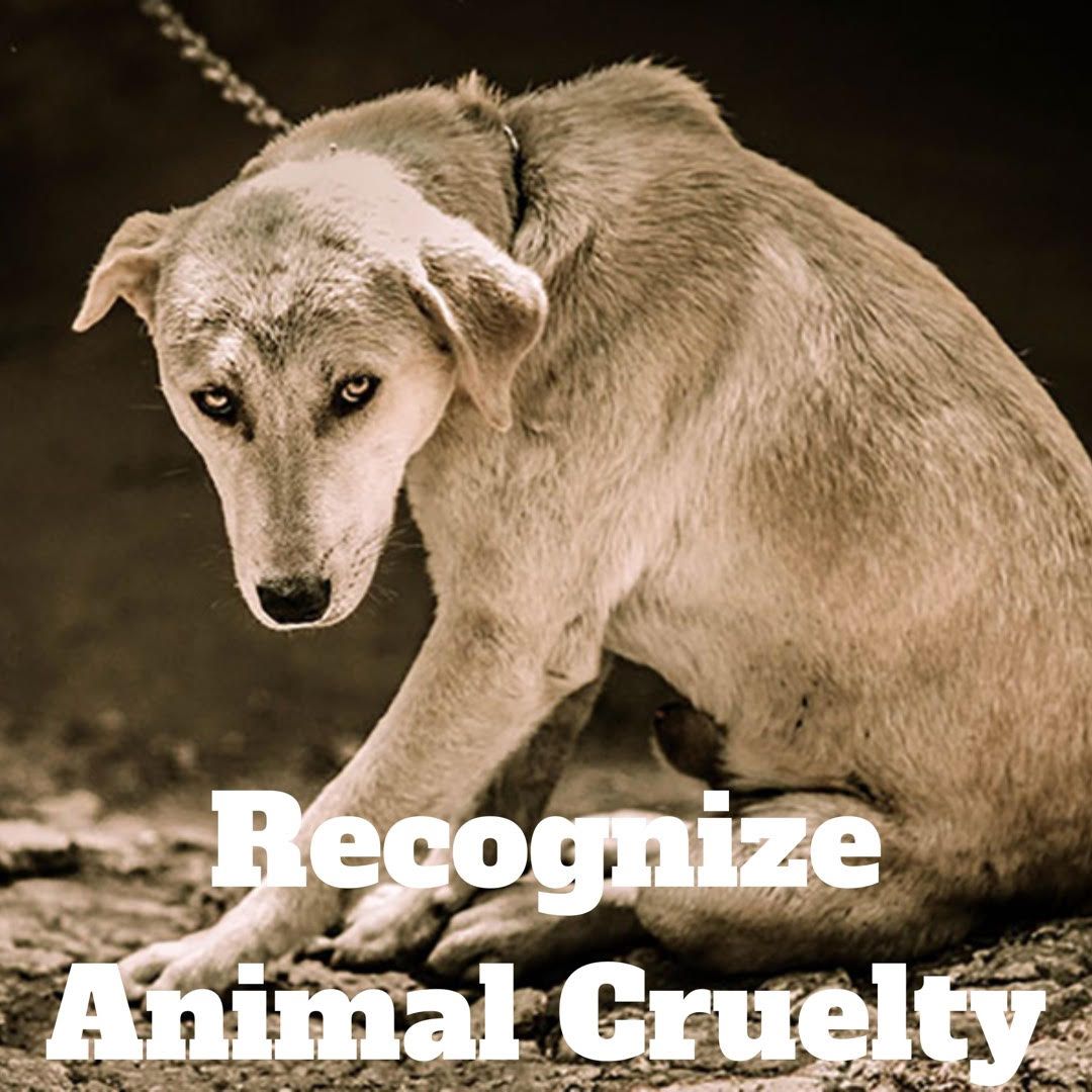 How To Recognize The Signs Of Animal Cruelty And Neglect