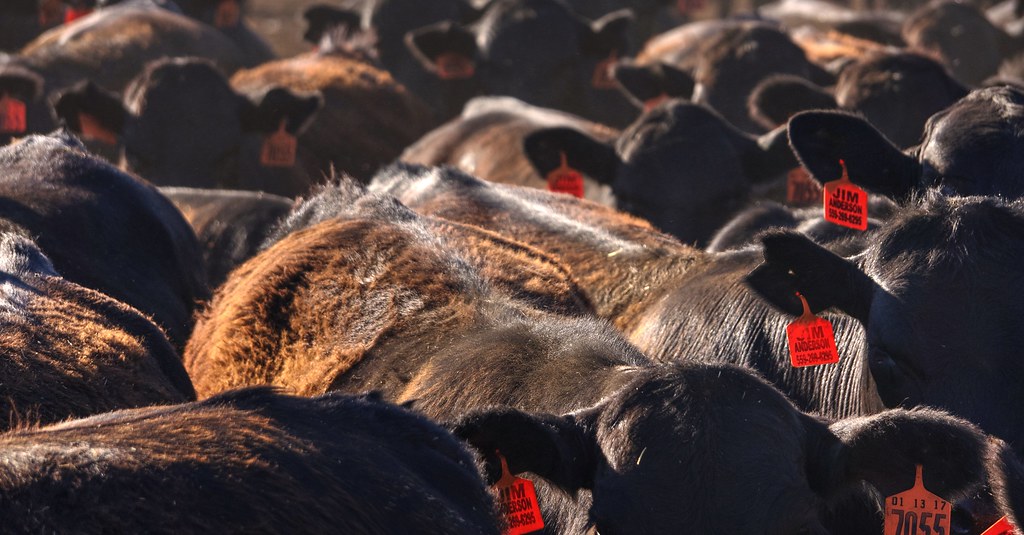 The Life of a Factory Farm Cow Raised for Beef Humane Decisions