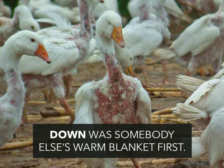 The Cruelty of Duck and Goose Down Humane Decisions
