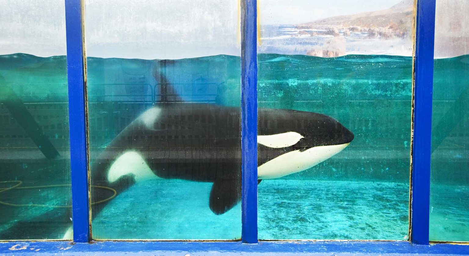 How Dolphinariums, Marine Mammal Parks and Aquarium Shows are Deeply