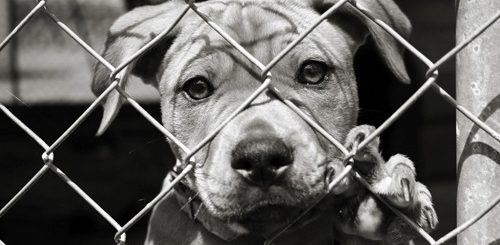 Organizations Working to End Dog Fighting