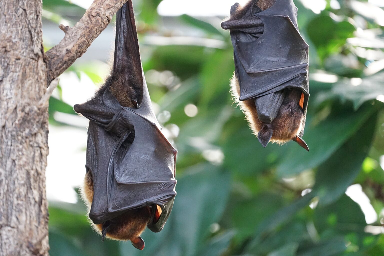 How to Help Bats and Humane Bat Removal Methods Humane Decisions