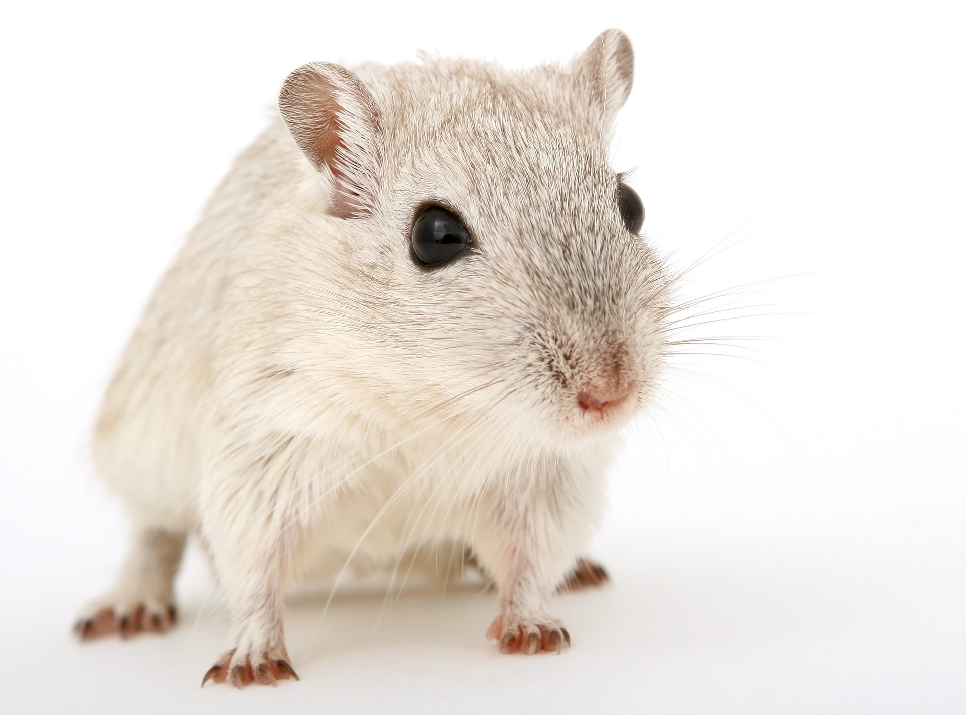 Eliminate Rodents Quickly And Humanely With This - Temu